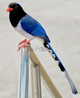 鳥,動物,翅膀