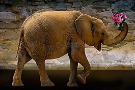 動物,性質(zhì),象