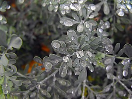 植物,滴,羅莎
