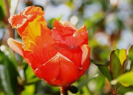 花綻放,橙色,光明