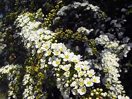白色的花朵,灌木,花园