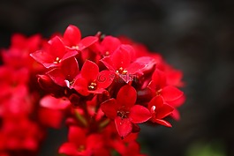 花,植物,紅色