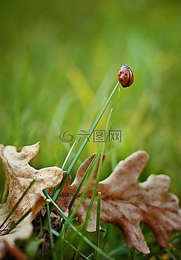 瓢蟲,草,性質(zhì)
