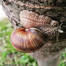 蝸牛,性質(zhì),宏