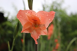 花,植物,水珠