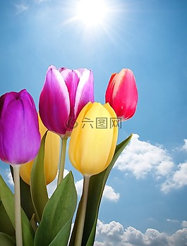 郁金香,春天,豐富多彩