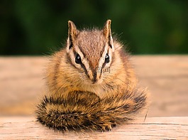 金花,野生動物,可愛