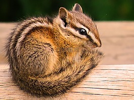 金花,野生動物,可愛