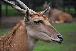 動物,動物園,角