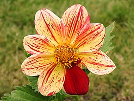 不同寻常的花,独特的,花
