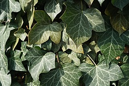 常春藤,性質(zhì),植物