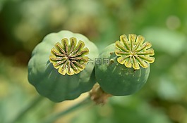 poppyhead,红色的杂草,花