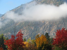 山,側,樹