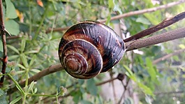 蝸牛,zalenina,大自然