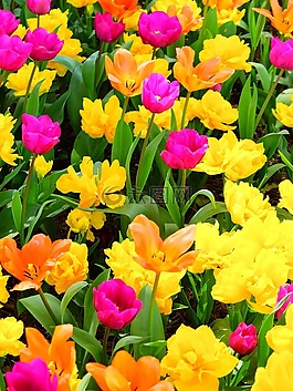 鮮花,花園,花卉園