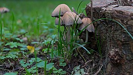 蘑菇,秋季,森林