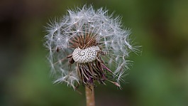 蒲公英,秋季,出