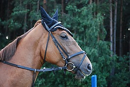 這匹馬,馬,動物
