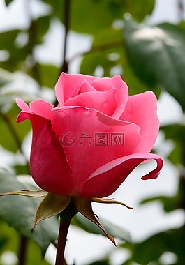 玫瑰,粉紅色,開花