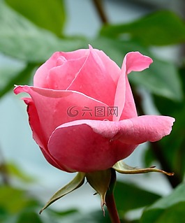 玫瑰,粉紅色,開花