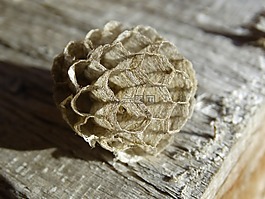 wasp-梳子,該配置單元,黃蜂的產(chǎn)品