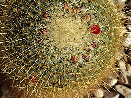 仙人掌,鮮花,沙漠