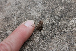 青蛙,小青蛙,兩棲類