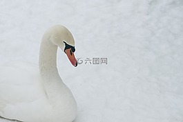冬天,天鵝,性質(zhì)
