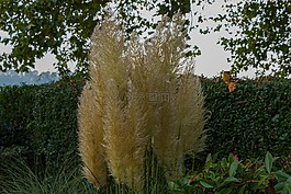 草,秋季,性质