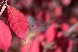 樹(shù)葉,秋季,秋天的樹(shù)葉