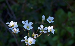 鮮花,性質(zhì),植物