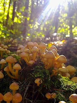 蘑菇,自然,森林