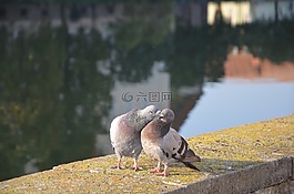性質(zhì),水域,動物