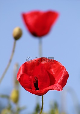 罌粟,花,夏季