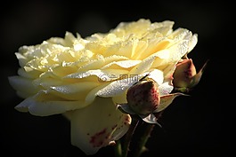 玫瑰,花,愛情