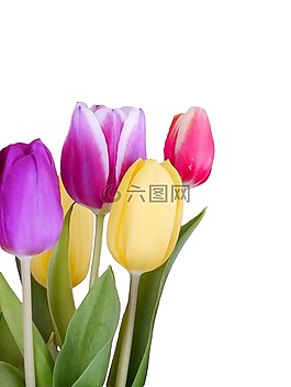郁金香,春天,豐富多彩