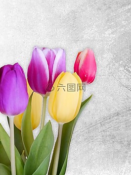 郁金香,春天,豐富多彩