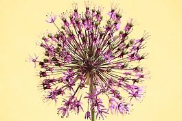 關(guān)閉,花,植物