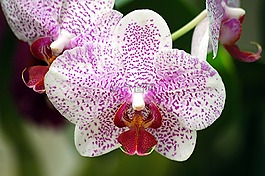 蘭花,花,花的