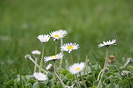花,廠,雛菊