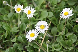 花,廠,雛菊