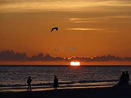日落,佛羅里達(dá)州,海鷗