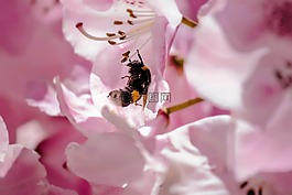昆虫,花,春天