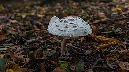 蘑菇,秋季,森林