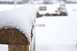 冬天,雪,雪松