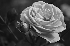 玫瑰,花,盛開