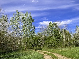 路,森林,夏季