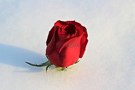 在雪中紅色的玫瑰,愛情符號,冬天