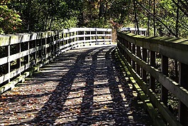 秋天,木橋,自然