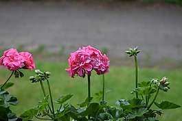 花,美麗,粉紅色